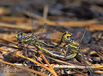 Phanogomphus cavillaris brimleyi, mating pair